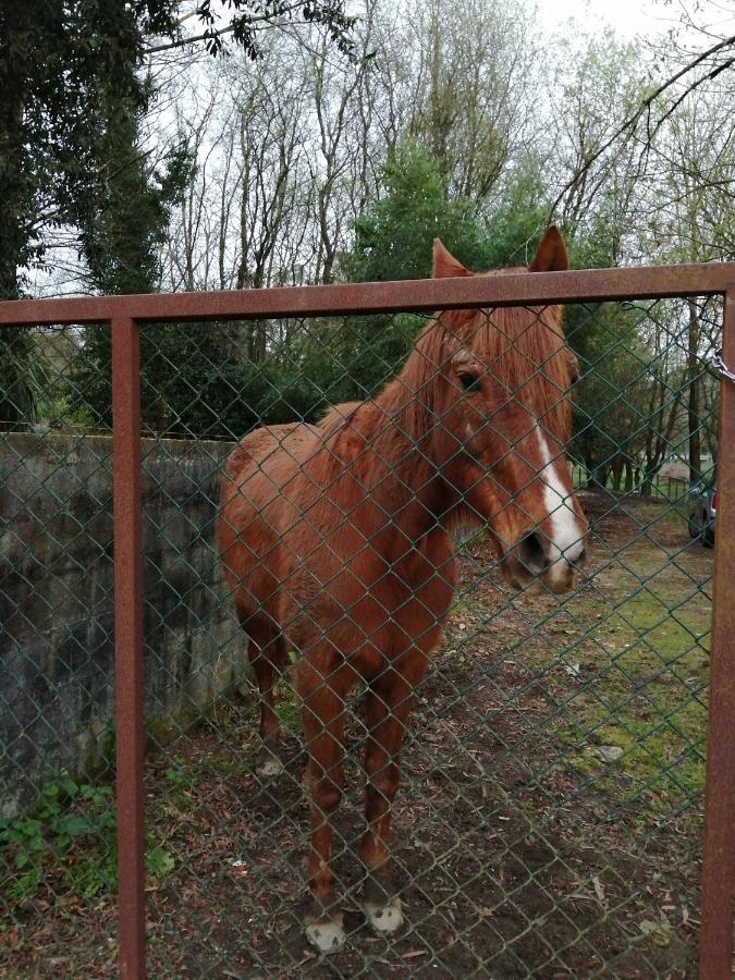 Casa Do Moinho Rural Campo E Praia , 9 Pessoas, Animais Benvindos エスピーニョ エクステリア 写真