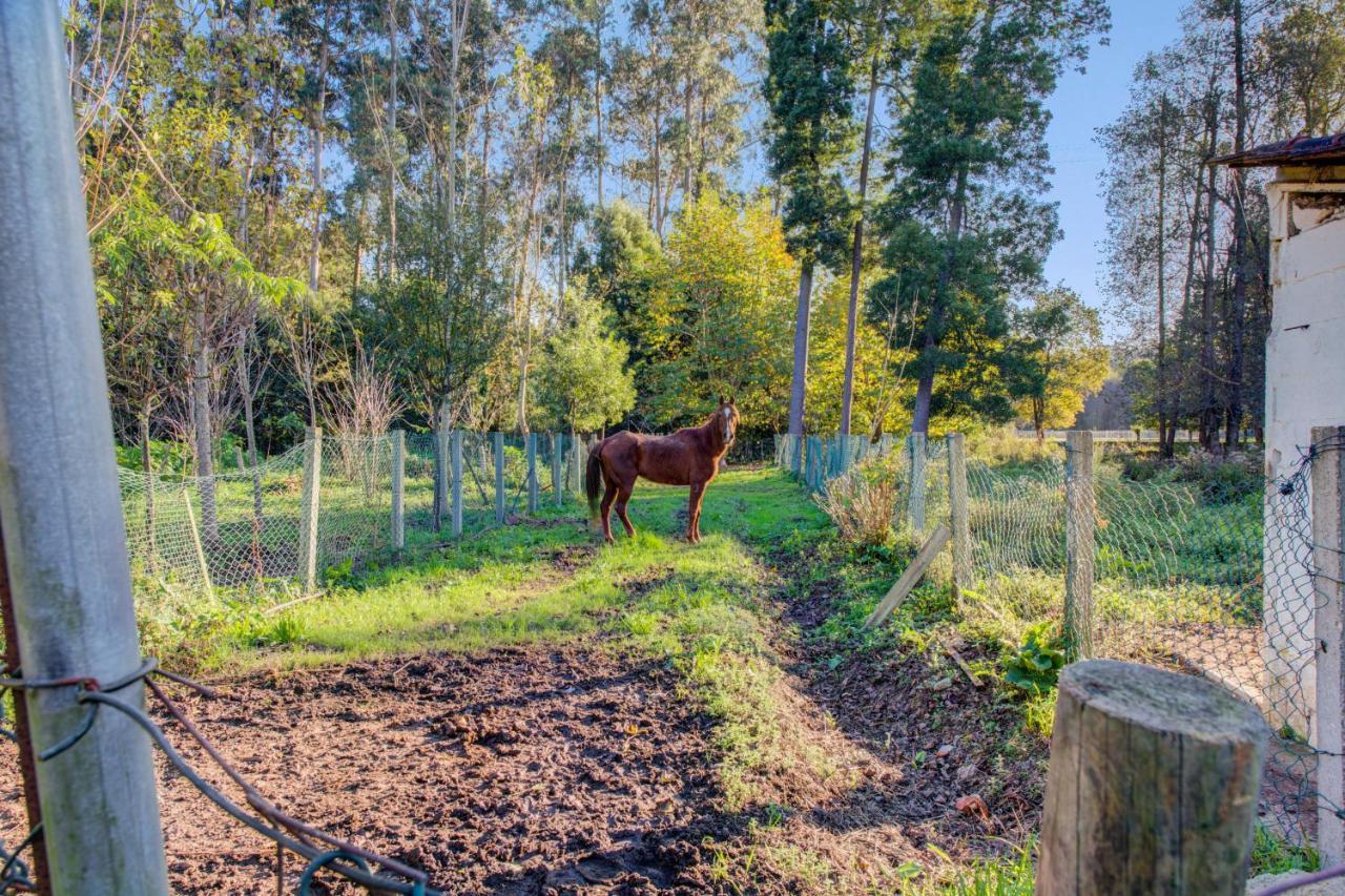 Casa Do Moinho Rural Campo E Praia , 9 Pessoas, Animais Benvindos エスピーニョ エクステリア 写真